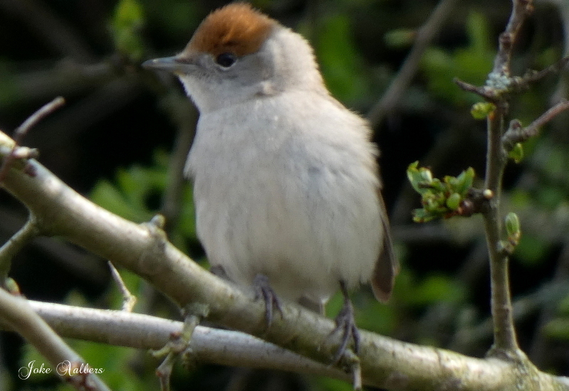 Wat is dit voor vogel?